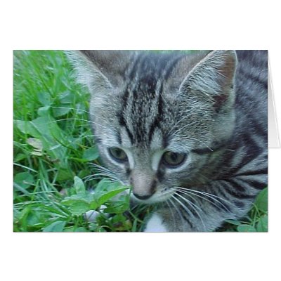 A Whole New World Greeting Card by disgustedcats