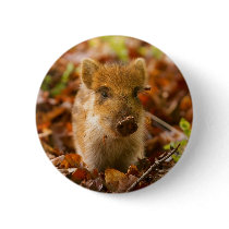 A Wild Boar Piglet Sus Scrofa in the Autumn Leaves Pins