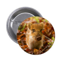 A Wild Boar Piglet Sus Scrofa in the Autumn Leaves Pins