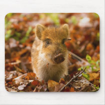 A Wild Boar Piglet Sus Scrofa in the Autumn Leaves Mouse Pads