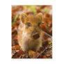 A Wild Boar Piglet Sus Scrofa in the Autumn Leaves Post Cards