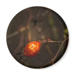 A wild CA rose, magnet