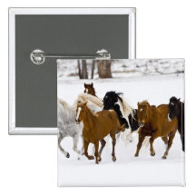 A winter scenic of running horses on The Pinback Button
