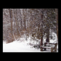 A Winter's Trail photography