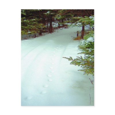 A Winter's Walk Postcard by CreatureCreations