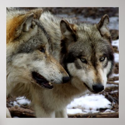 A Wolf Conversation Poster