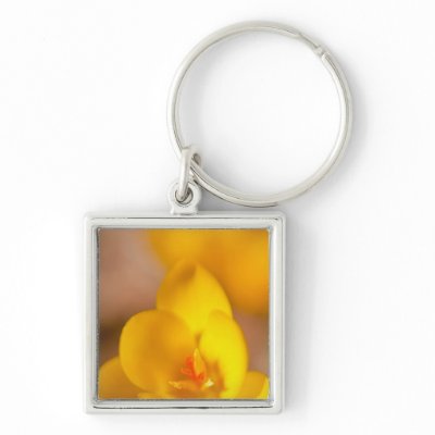 A yellow crocus blooms in Portsmouth, New by danitadelimont