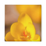 A yellow crocus blooms in Portsmouth, New