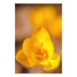 A yellow crocus blooms in Portsmouth, New