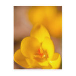 A yellow crocus blooms in Portsmouth, New