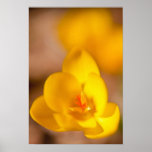 A yellow crocus blooms in Portsmouth, New