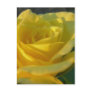 A Yellow Rose