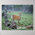 A young deer in a forest clearing posters