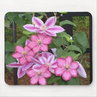 AA- Pink clematis flower mousepad by patcallum