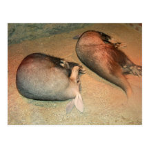 Aardvarks Postcard