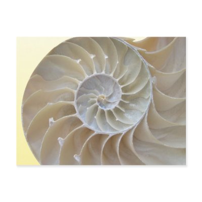 Abalone Postcard by FloridaSiren