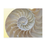Abalone postcards