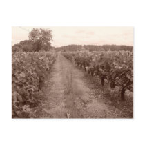 Abandoned vineyard postcard