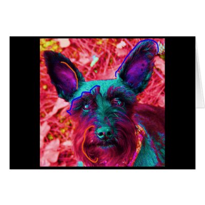 Abby Greeting Cards by jkomatsu