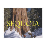 ABH Sequoia Postcards