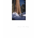 ABH Sequoia t-shirts