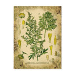 Absinthe Botanical Collage Post Cards