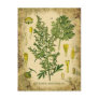 Absinthe Botanical Collage Post Cards