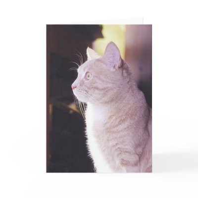 Absolute Attention Card by HLBeach