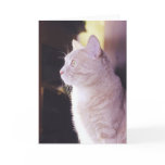 Absolute Attention cards