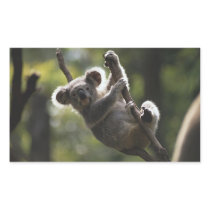 Absolutely Adorable Koala Bear