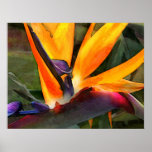 Abstract Bird of Paradise