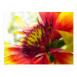 Abstract Blanket Flower Bloom Postcard