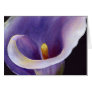 Abstract Calla
