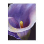 Abstract Calla