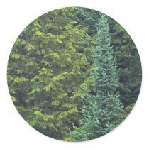 Abstract Detail of spruce and balsam fir forest Sticker