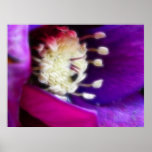 Abstract - Hellebore Bloom posters