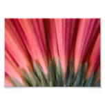 Abstract Macro Red and Pink Gerbera Flower Photographic Print