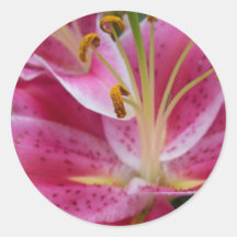 Abstract Pink Lily Stickers