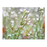 Abstract - The Early Spring Garden Post Card