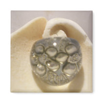 Abstract with Sea Shell Magnets