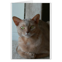 Abyssinian Cards