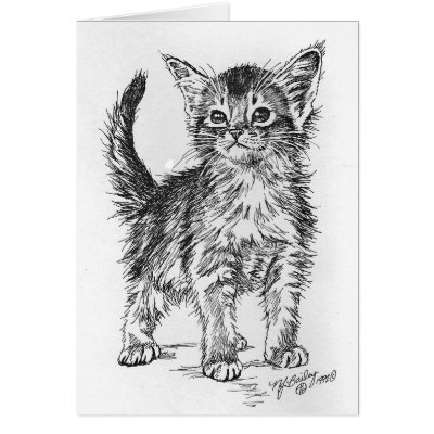 Abyssinian Kitten Pen and Ink Card by foxbrush