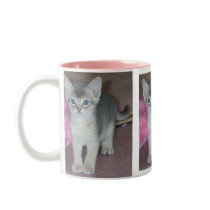 Abyssinian Kitten Six Weeks Old Coffee Mugs