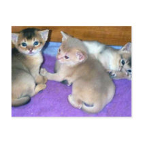 Abyssinian Kittens Three Weeks Old