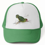 Abyssinian Parrakeet by Edward Lear hats