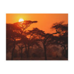 Acacia forest silhouetted at sunset, Tarangire Post Card