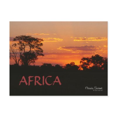 Acacia Sunset Africa Postcard by Keller_Photography