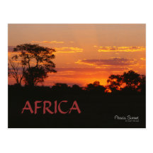 Acacia Sunset Africa Postcard