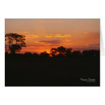 Acacia Sunset Note Card