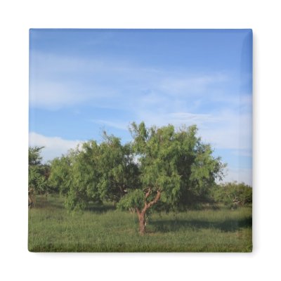 Acacia Tree by Jrtmedia